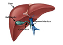 Liver illustration