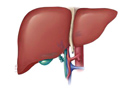 Liver illustration